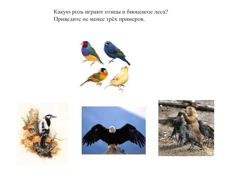 К птицам леса относятся. Роль птиц в биоценозе. Какую роль играют птицы в биоценозе леса. Птицы и экосистема. Разнообразие птиц их роль в экосистемах.