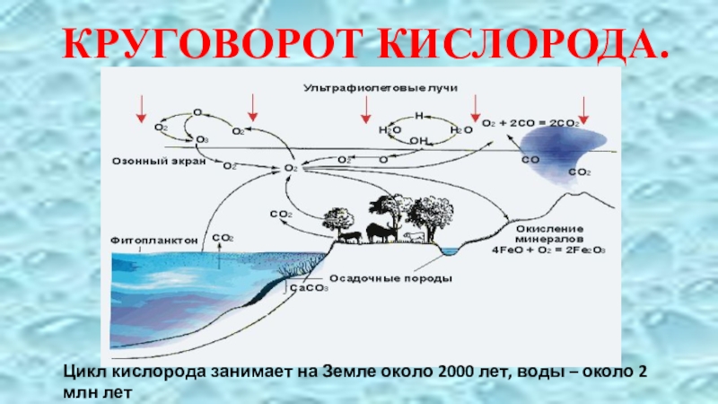 Схема круговорота кислорода