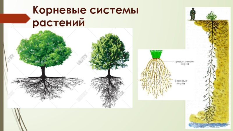 Корневая система цветковых растений. Система растений. Корневая система цветов размер. Воздействие человека на корневые системы культурных растений. Влияние человека на корневые системы.