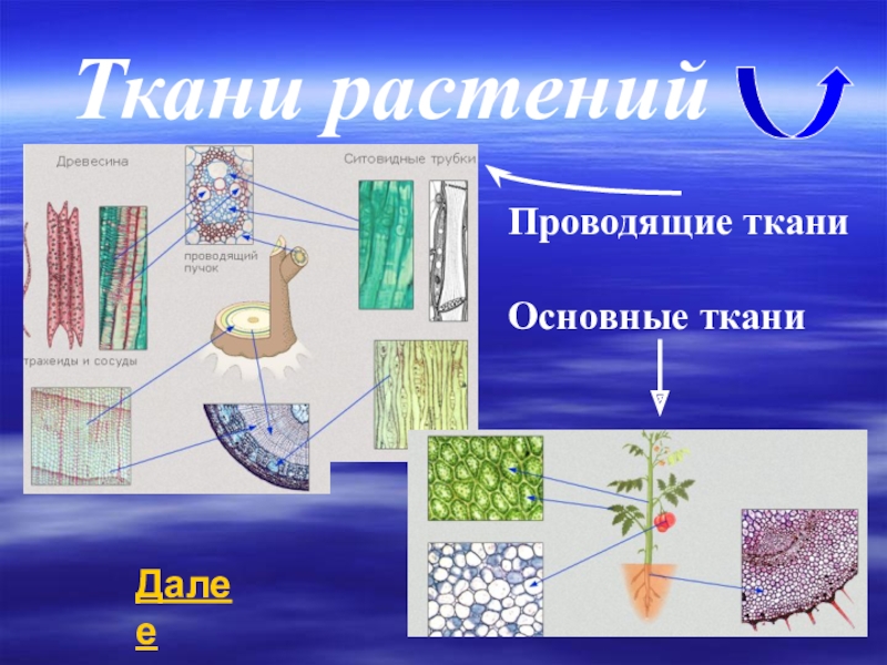 Ткани растений 6. Ткани растений. Ткани растительного организма. Живые ткани растений. Ткани и органы растений.