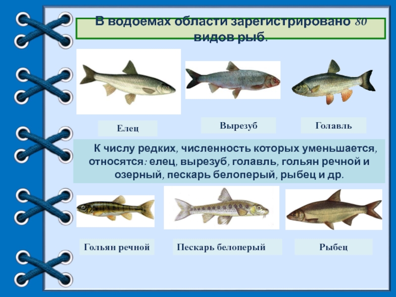 Сравнения рыб. Вырезуб новый Оскол. Вырезуб и рыбец различия. Вырезуб рыбец отличия. Вырезуб рыба герб нового Оскола.