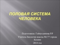 Презентация по биологии на тему: Половая система человека