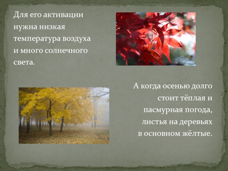 Для его активации нужна низкая температура воздуха и много солнечного света. А когда осенью долго стоит тёплая