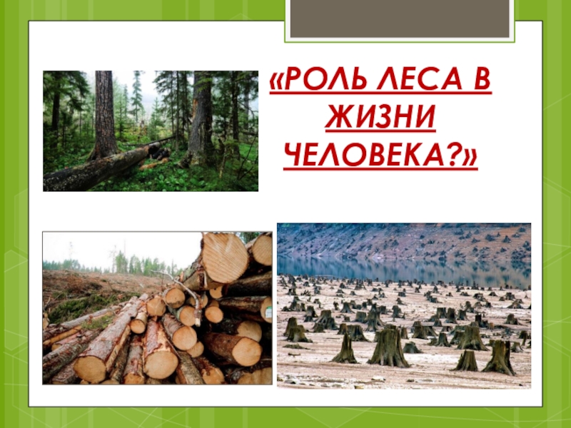 Презентация Презентация по теме: Роль леса в жизни человека (8кл)