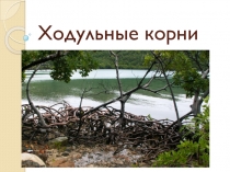 Ходульные корни