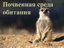 Презентация по экологии животных на тему Почвенная среда обитания