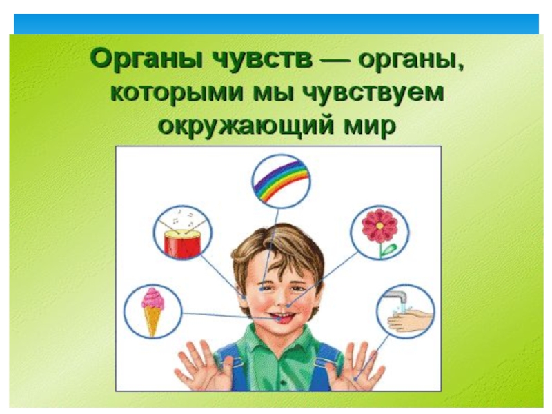 Презентация органы чувств. Наши помощники органы чувств. Занятие наши помощники органы чувств. Наши помощники органы чувств старшая группа. Твои помощники органы чувств 1 класс.