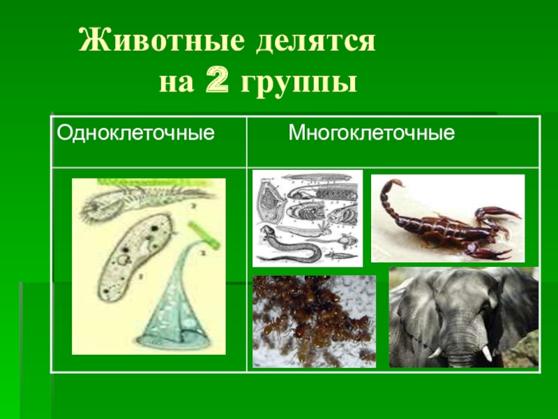 Животные делятся на. Животные делятся на группы. Животные делятся на 2 группы. Многоклеточные животные делятся на. Беспозвоночные животные делятся на.