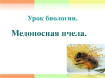 Презентация к уроку биологии по теме Медоносная пчела