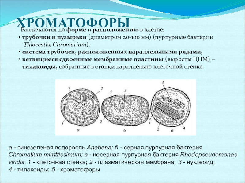 Цианобактерии какой хроматофор