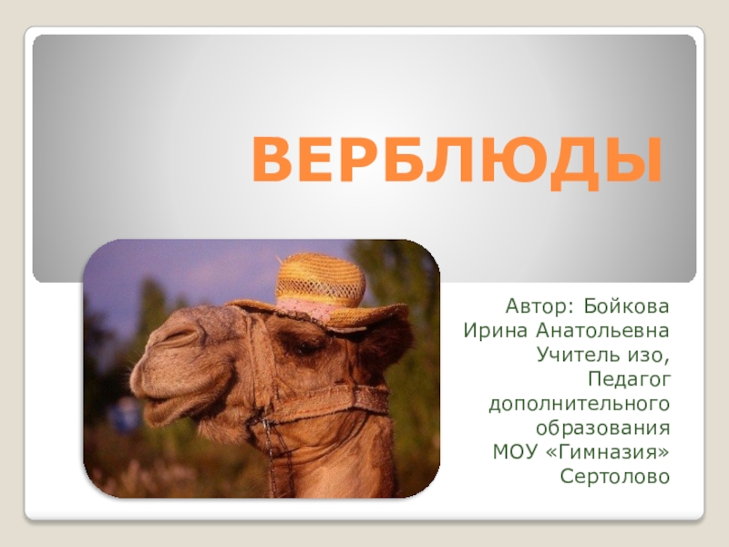 Презентация Презентация по внеурочной деятельности на тему Верблюды (4 класс)