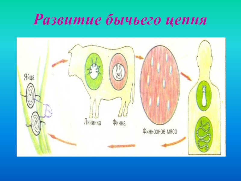 Финна бычьего цепня рисунок