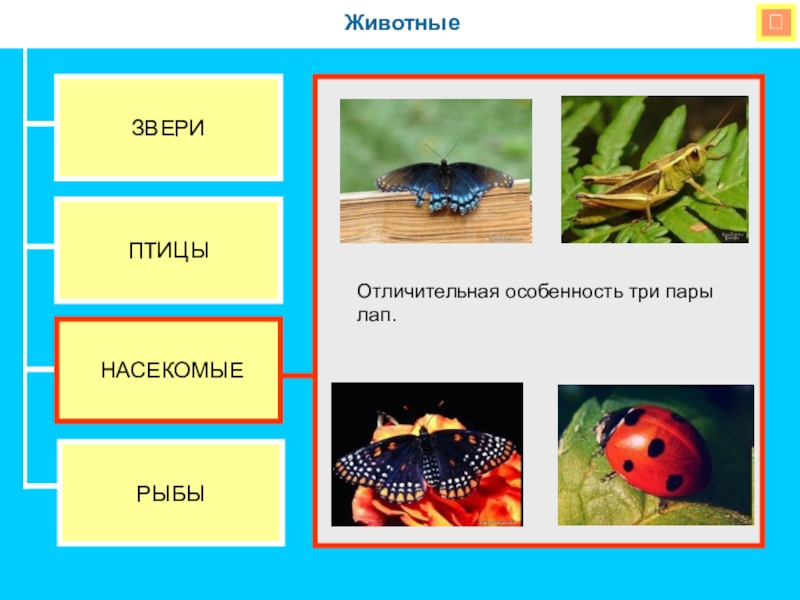 Насекомых рыб птиц зверей. Птицы звери насекомые. Группы животных насекомые птицы рыбы звери. Насекомые и рыбы для дошкольников. Птицы рыбы насекомые.