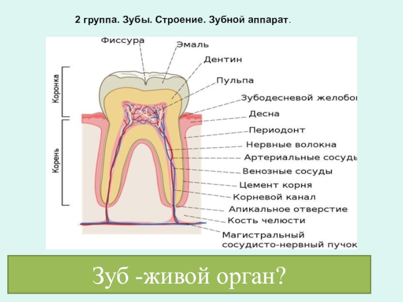 Выберите три верно обозначенные подписи к рисунку строение зуба на котором изображено