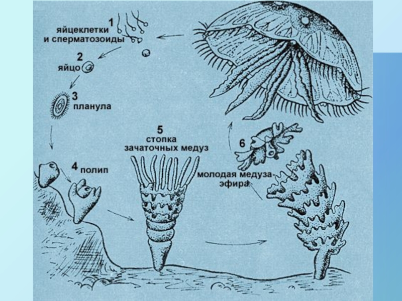 Рассмотрите рисунок схемы