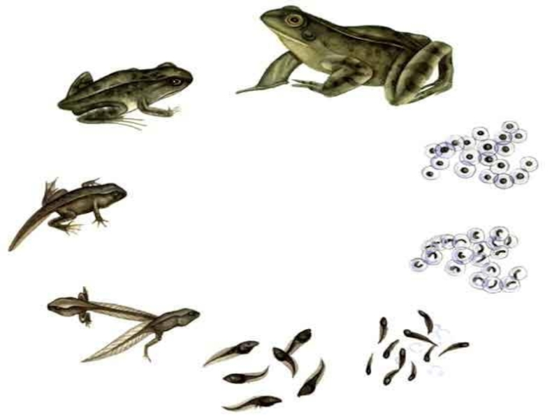 Размножение животных рыбы. Цикл развития лягушки схема. Модель развития животных. Цикл развития рыбы для детей. Модель развития животного 3 класс.