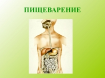 Презентация по биологии на тему Пищеварение