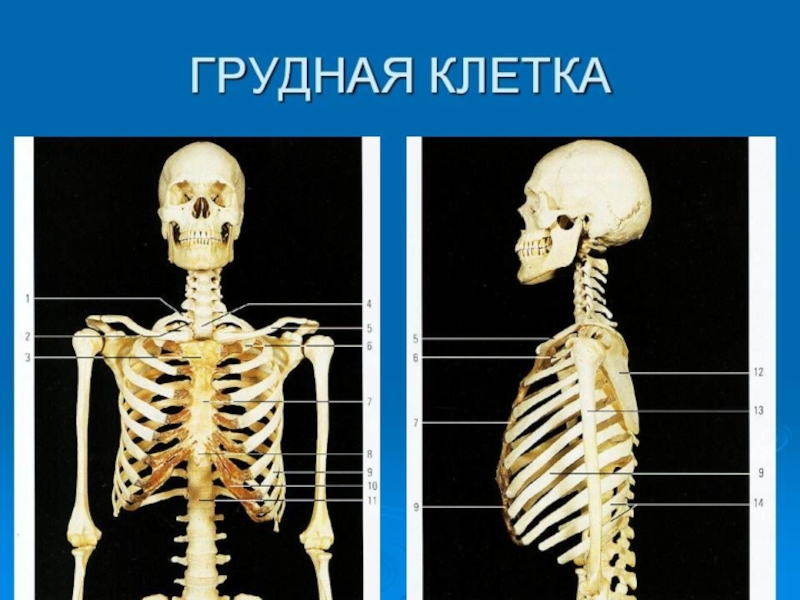 25 костей. Кости груди. Грудной скелет. Строение грудной клетки человека скелет. Грудная клетка кости скелета.