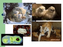 Презентация по биологии на тему Нестатеве розмноження