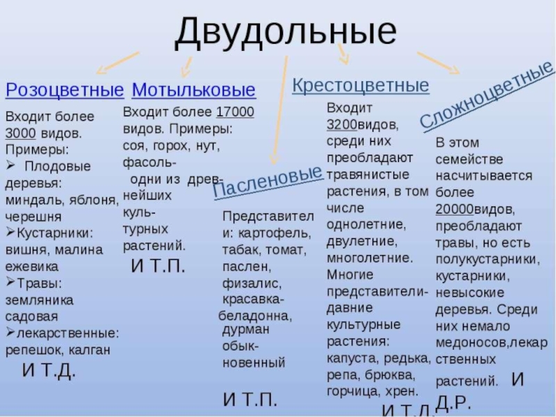 Однодольные и двудольные презентация 6 класс