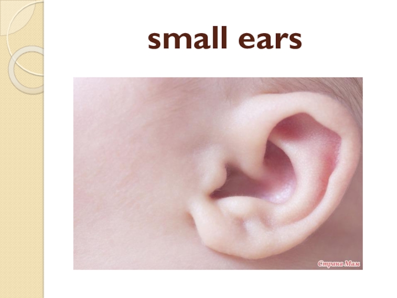 It s got small ears. Small Ears для детей. Big Ears small Ears. Big small Ears. Small nose big Ears.