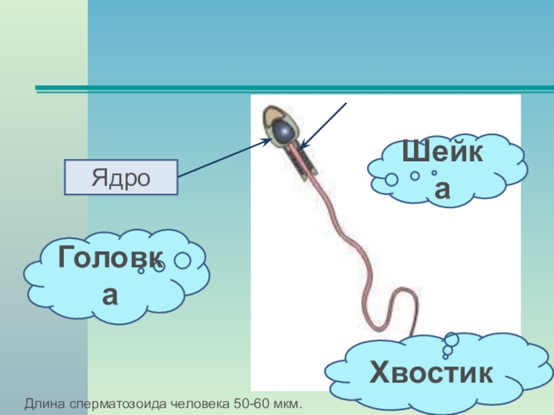 Оплодотворение и развитие зародыша человека презентация 8 класс