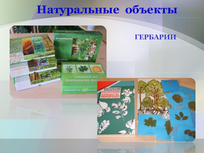 Натуральные объекты. Натуральные объекты в биологии. Натуральные средства обучения биологии. Натуральные природные средства обучения.