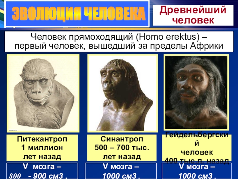 ЭВОЛЮЦИЯ ЧЕЛОВЕКАДревнейший человекЧеловек прямоходящий (Homo erektus) – первый человек, вышедший за пределы АфрикиV мозга – - 900