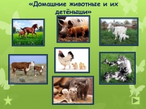 Домашние животные и их детёныши