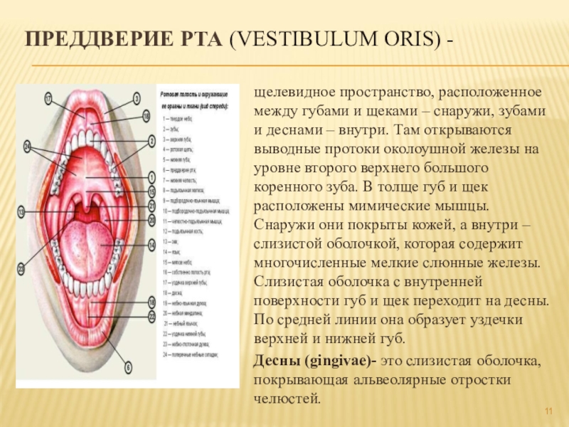 Преддверие рта. Строение преддверия рта. Преддверие влагалища анатомия. Строение преддверия влагалища. Большие и малые железы преддверия.