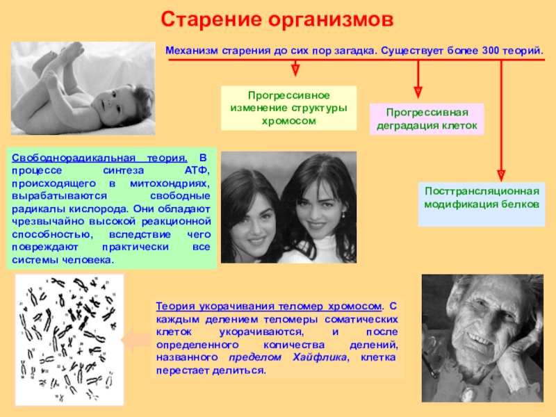 Проект по биологии старение человека и возможность бессмертия