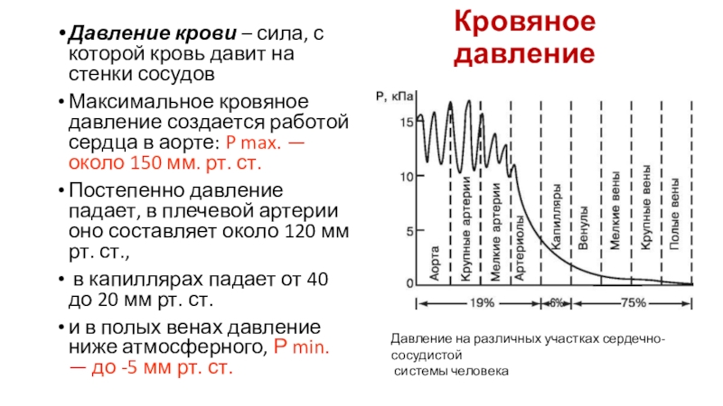 Кровяное давлениеДавление крови – сила, с которой кровь давит на стенки сосудовМаксимальное кровяное давление создается работой сердца