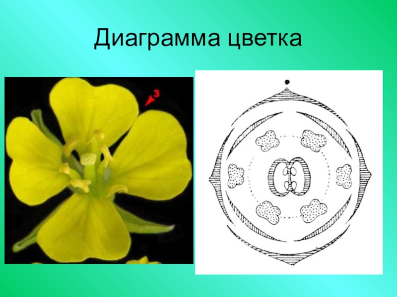 Формула дика. Семейство крестоцветные схема цветка. Диаграмма семейства крестоцветных. Формула цветка семейства крестоцветные. Семейство капустные диаграмма цветка.