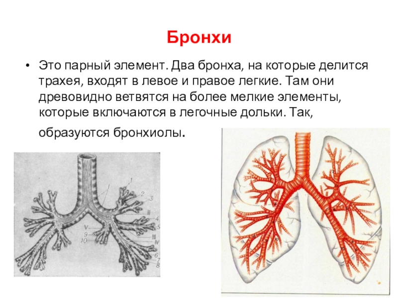 Бронхи и легкие на картинке