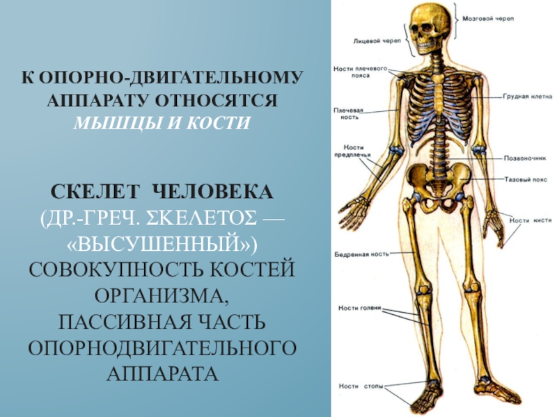 Пассивная часть опорно двигательной. Скелет человека анатомия биология. Строение скелета 8 класс биология. Скелет человека анатомия Майерс. Строение скелета человека 8 класс биология.