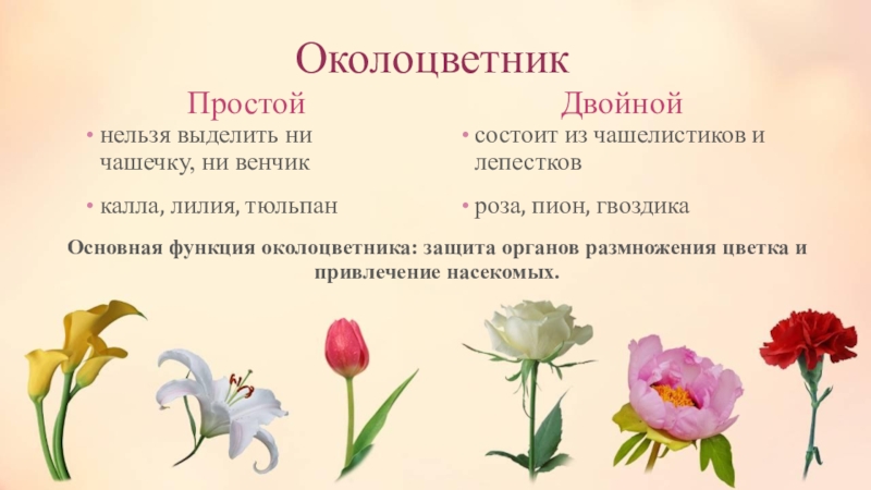 Околоцветник 3 3