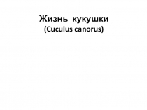 Презентация Птицы. Жизнь кукушки