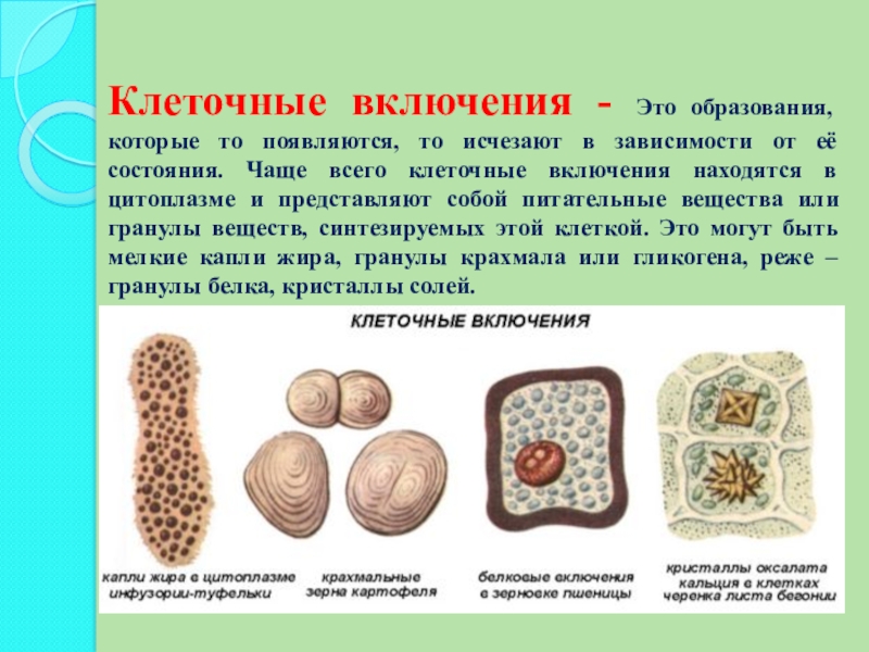 Митохондрии пластиды клеточный центр органоиды движения клеточные включения презентация 9 класс