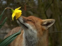 Презентация по биологии на тему Природные сообщества (5 класс)