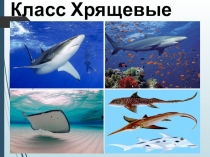 Презентация по теме Хрящевые рыбы