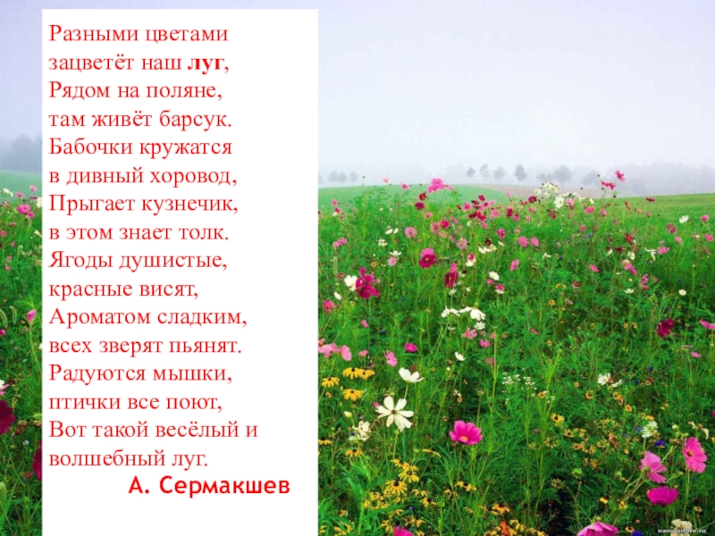 Луг рассказ. Презентация на тему природное сообщество луг. Описание Луга. Что такое луг описание. Рассказ про луг.