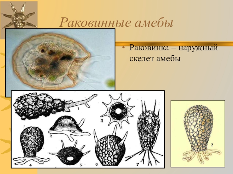 Раковинная амеба рисунок