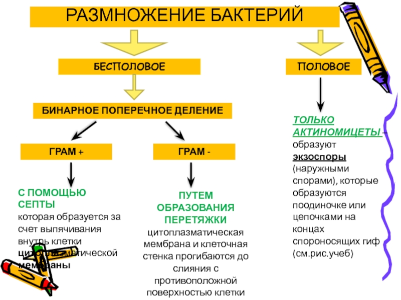 Половое деление. Половое размножение бактерий схема. Размножение бактерий. Половое размножение микроорганизмов. Поперечное бинарное деление бактерий.