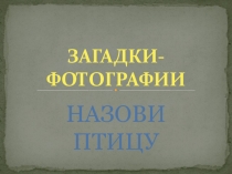 Презентация Загадки- фотографии о птицах