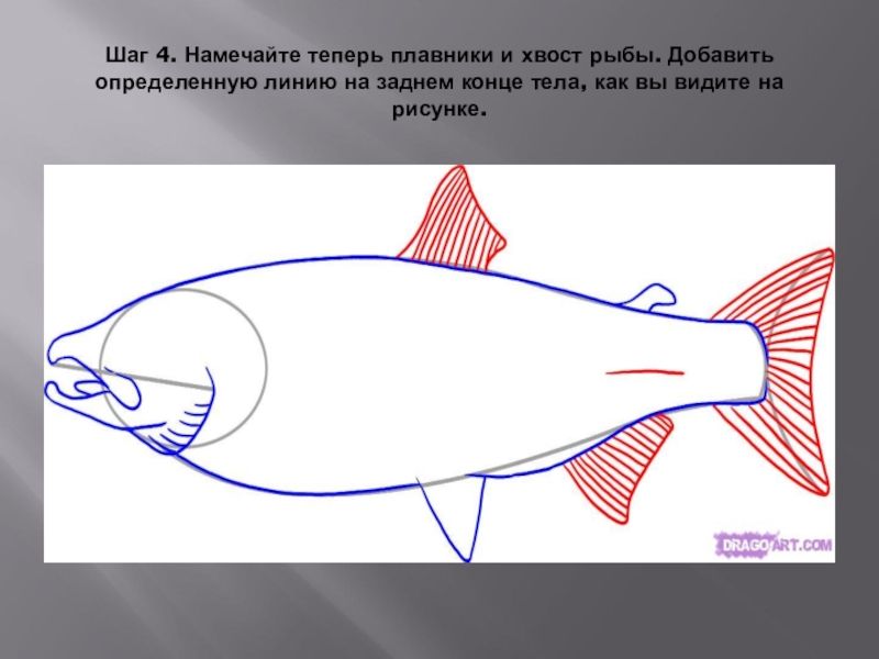 Рисунок хвоста рыбы карандашом