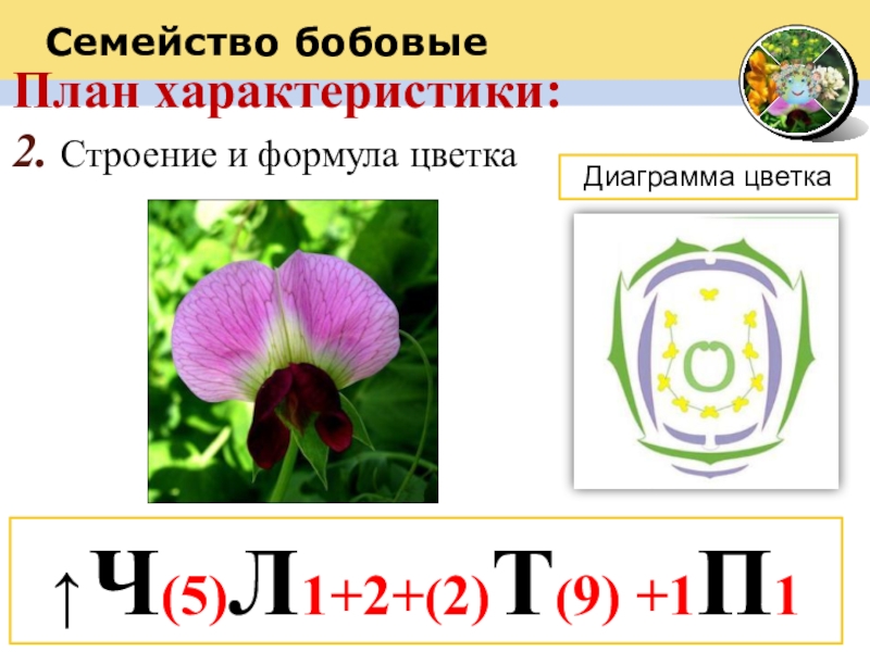 План характеристики:2. Строение и формула цветкаДиаграмма цветкаСемейство бобовые↑ Ч(5)Л1+2+(2)Т(9) +1П1