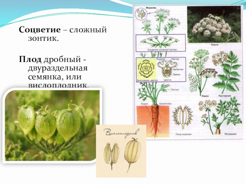 Семейство зонтичные презентация