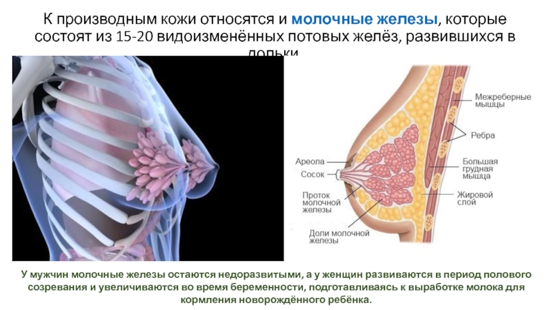 Строение женских молочных желез