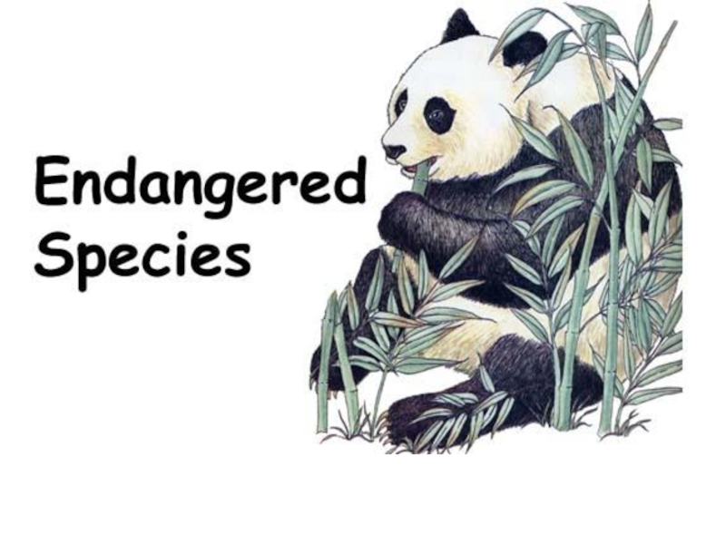 Endangered species презентация