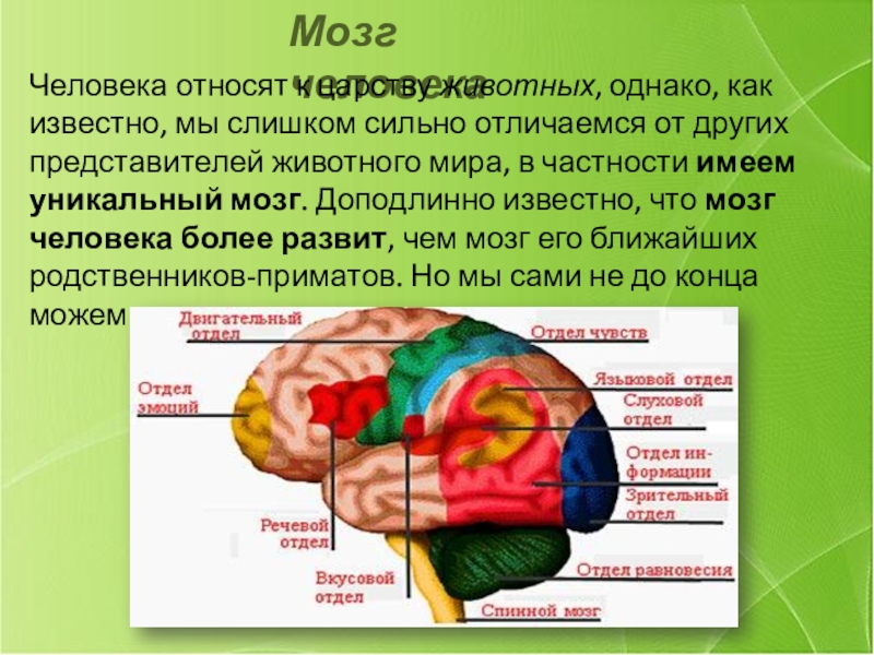 Ученые о мозге человека